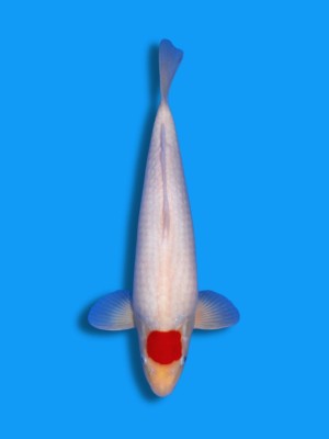 Tancho Kohaku | Koi&Co.